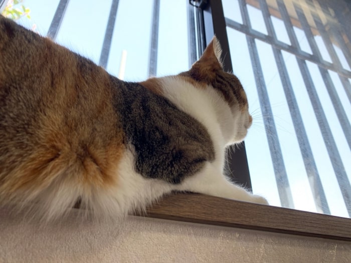 窓のそばにいる猫